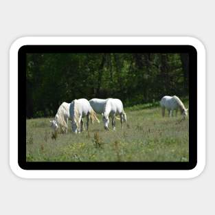 Wild Horses Sticker